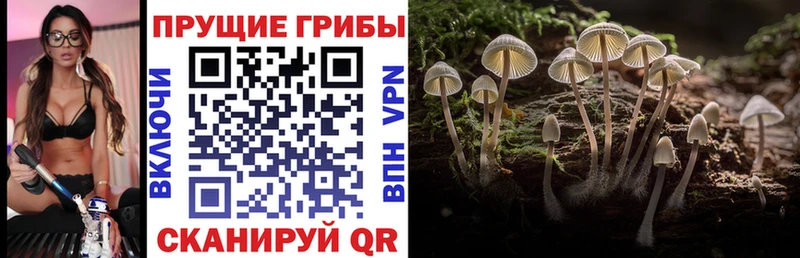Псилоцибиновые грибы Psilocybine cubensis  купить   Зубцов 
